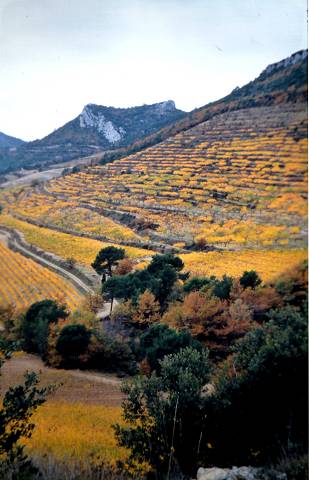 Dentelles