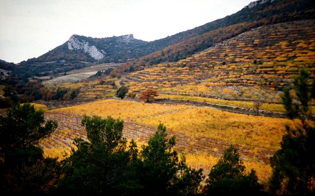 Dentelles