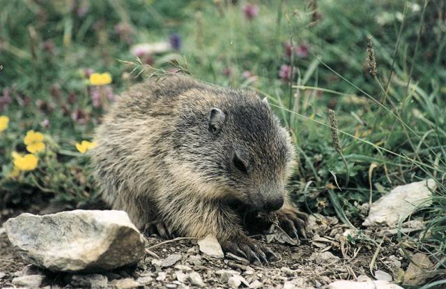 Marmotte