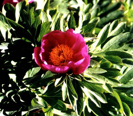 Pivoine