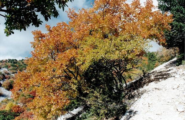 Ventoux
