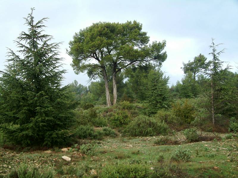 Peyre Plate