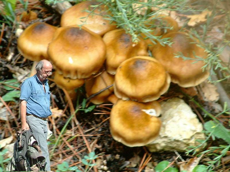 Champignons