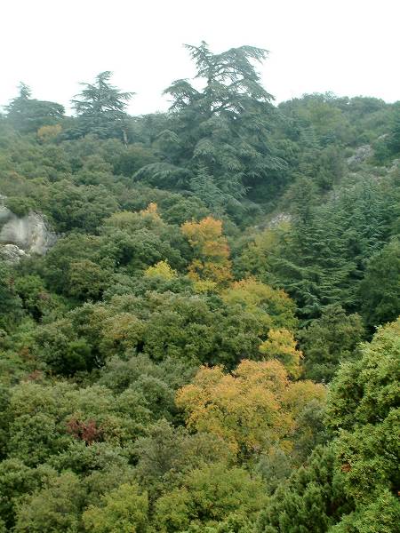 Forêt 1