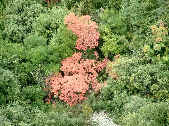 Forêt 2