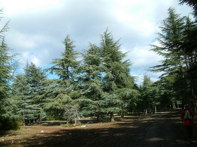 Forêt des Cèdres