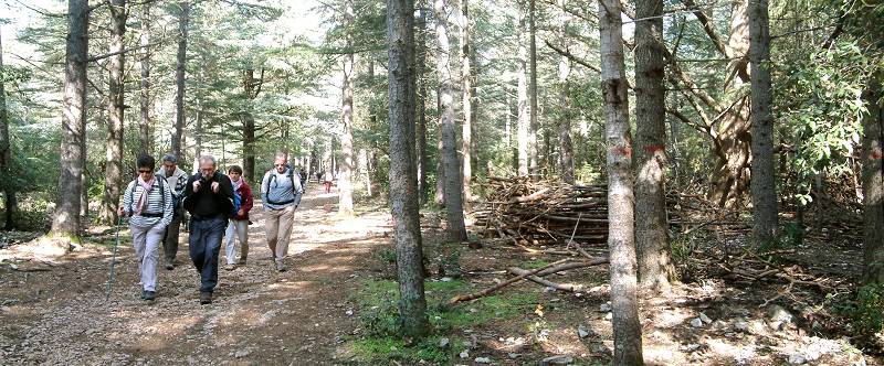 Forêt des Cèdres 2