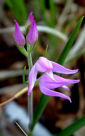 Orchidée