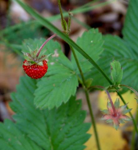 Fraise des bois