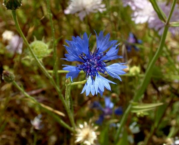 Bleuet