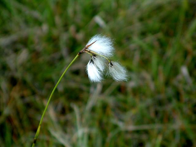Linaigrette