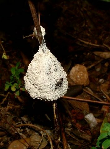champignon