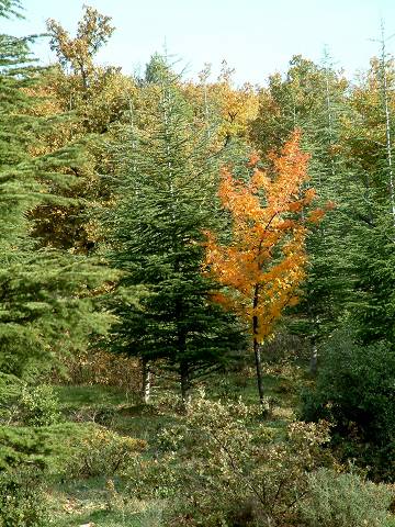 automne