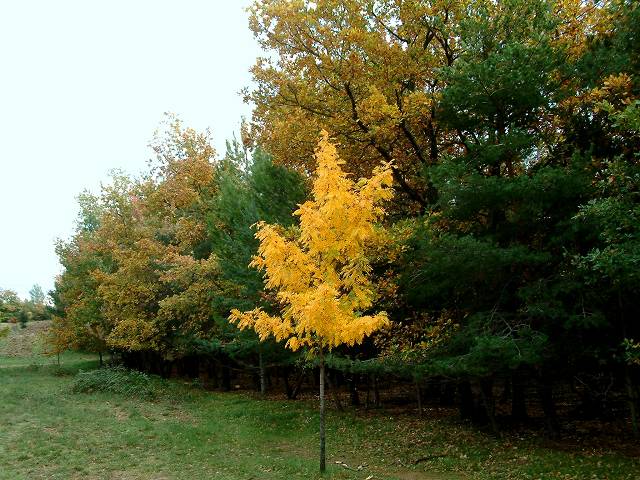 automne