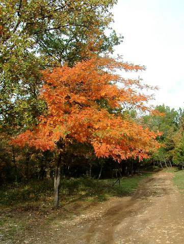 automne
