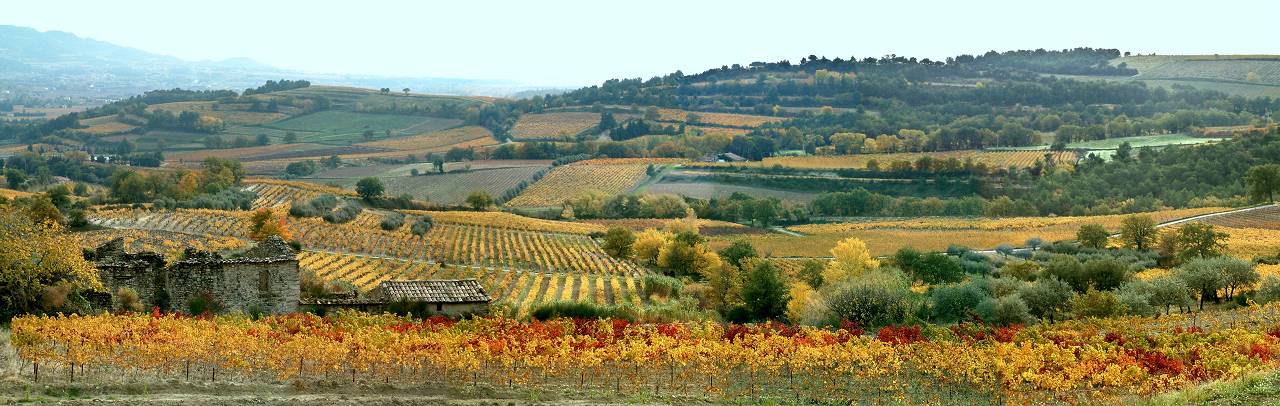 vignes