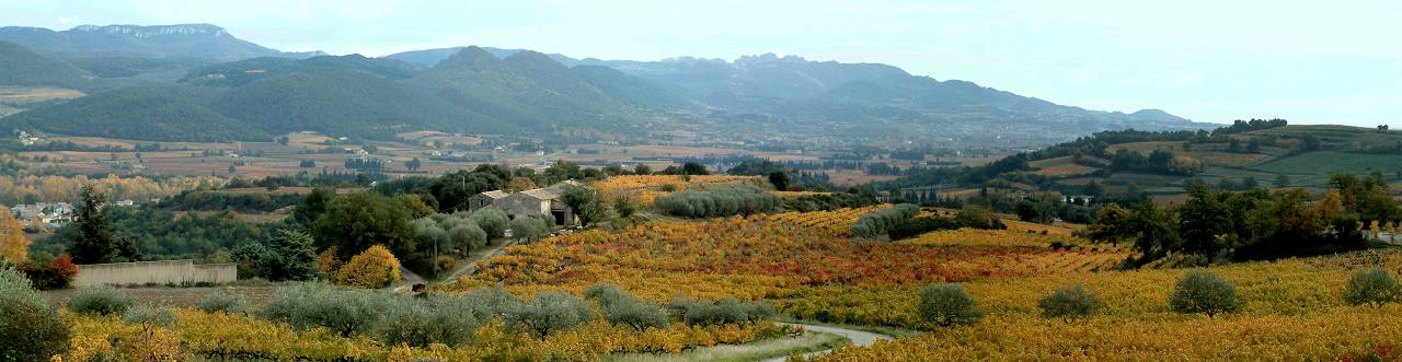 vignes