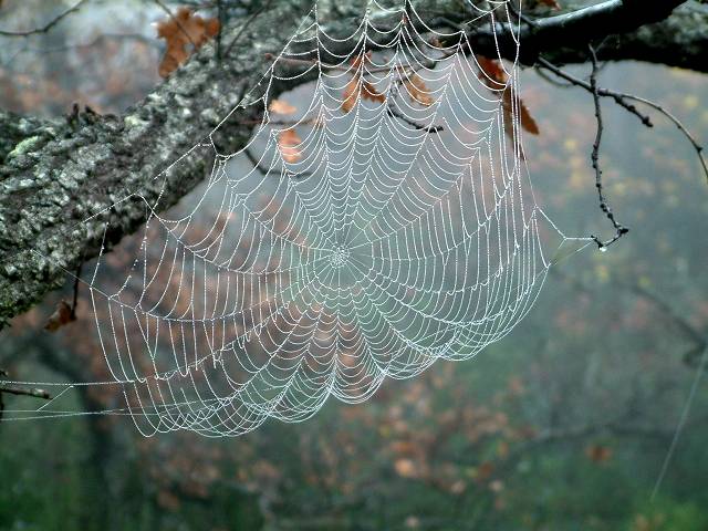 toile