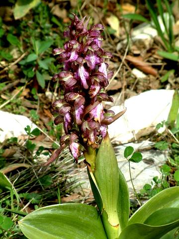 orchidée
