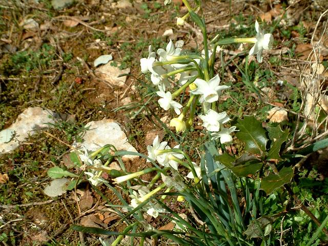 narcisse