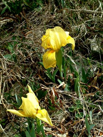 iris jaune