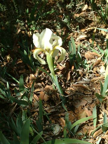 iris blanc
