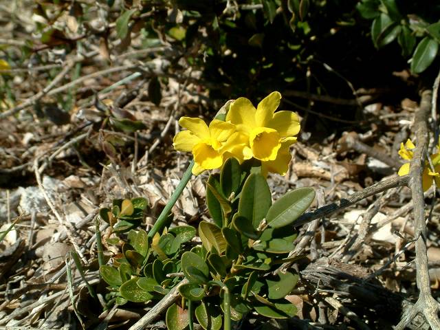 narcisse