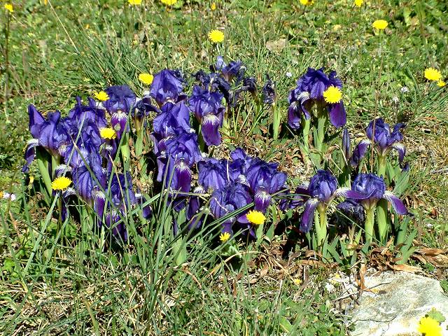 iris bleu