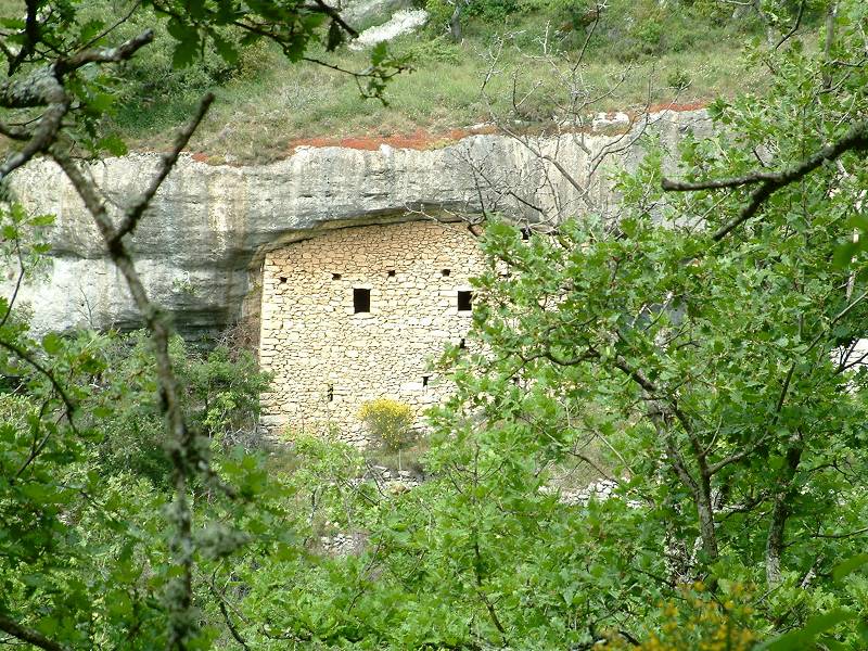 troglodyte