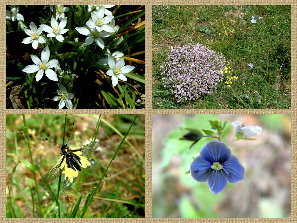 fleurs