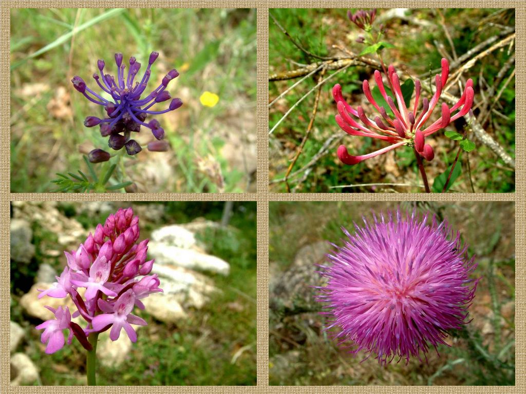 fleurs