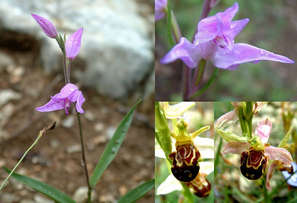 orchidés