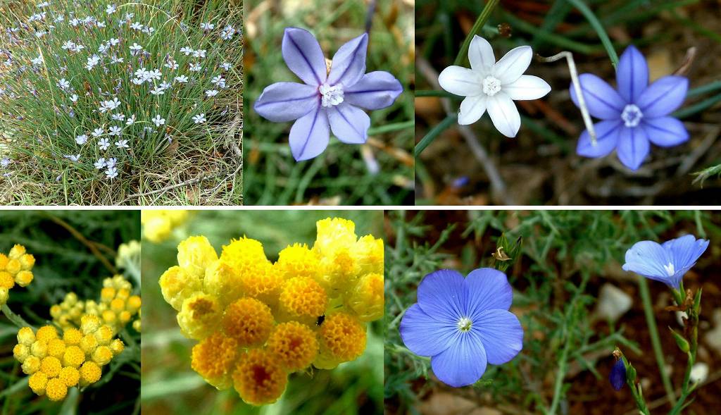 fleurs