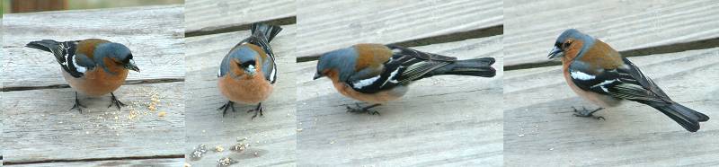 oiseau