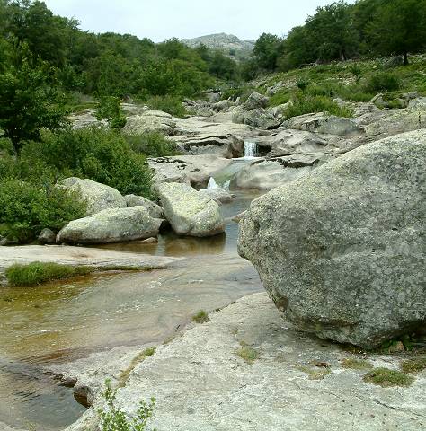 torrent 1