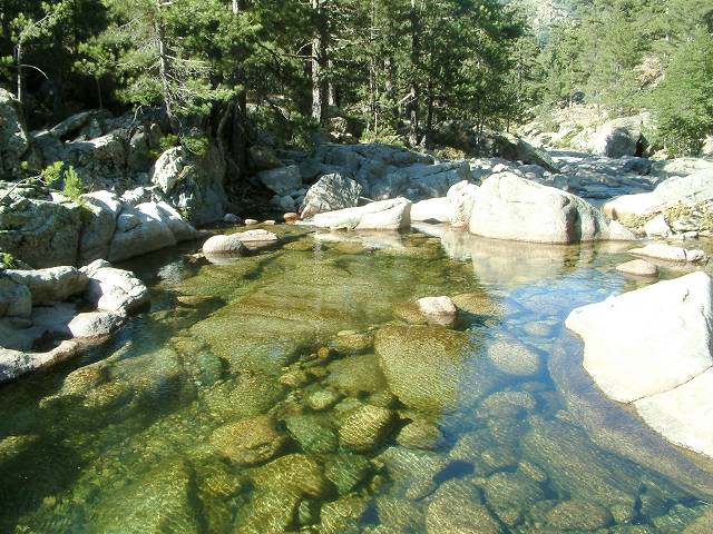 torrent 6