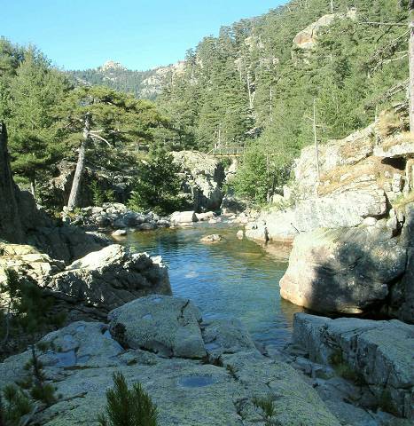 torrent 8