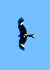 rapace