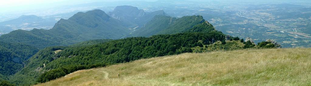 Forêt