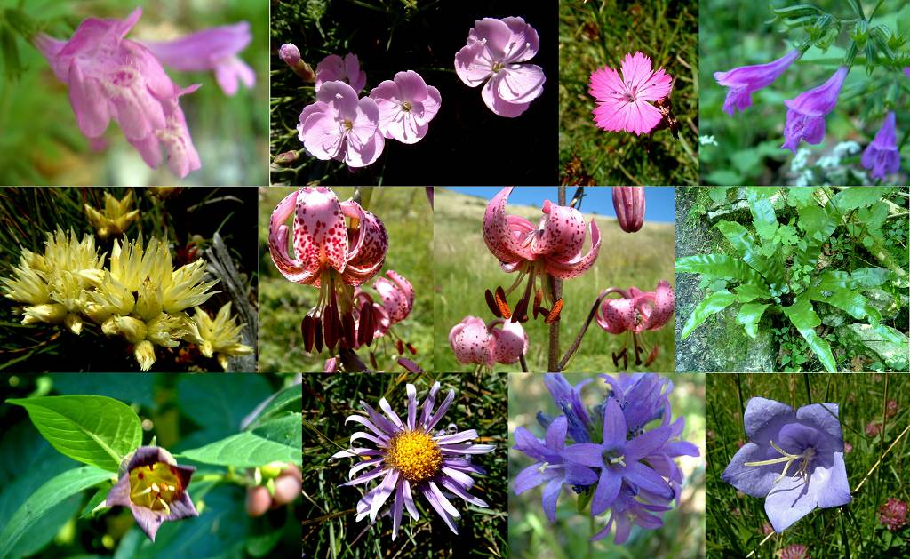 flore