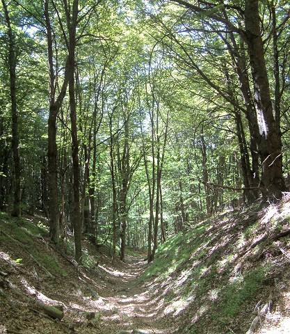 sous bois
