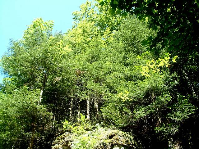 forêt