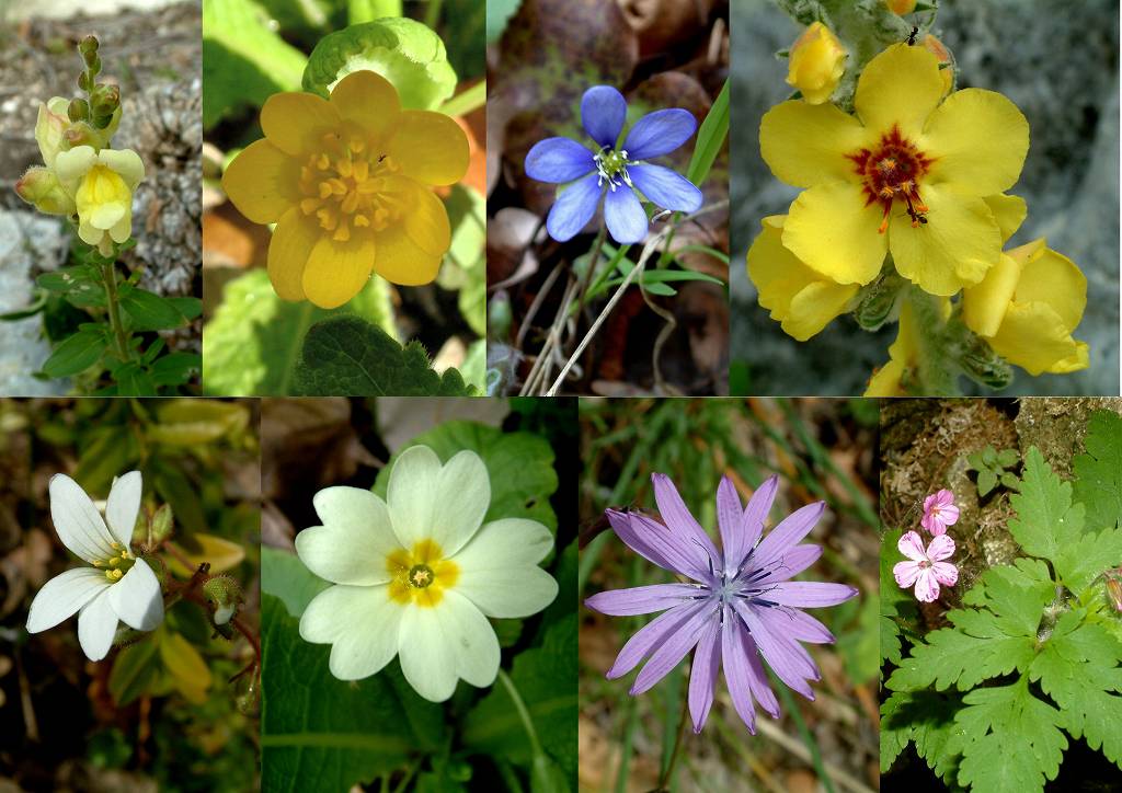 Fleurs 1