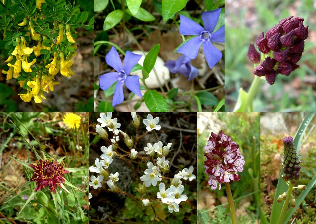 Fleurs 2