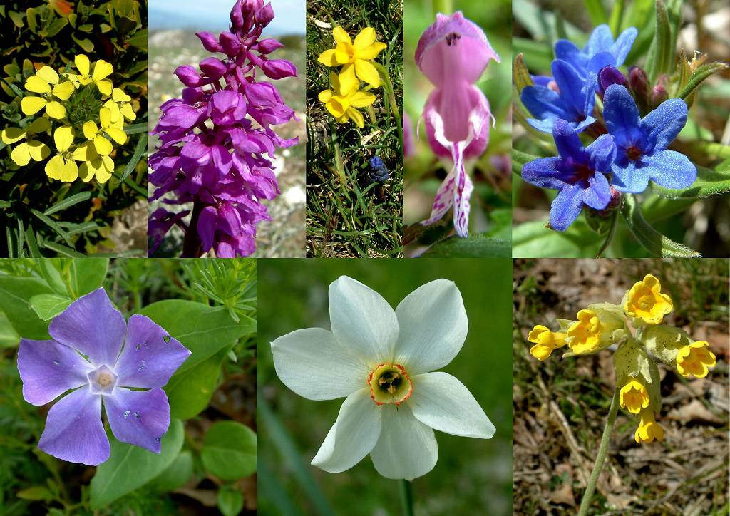 Fleurs 3
