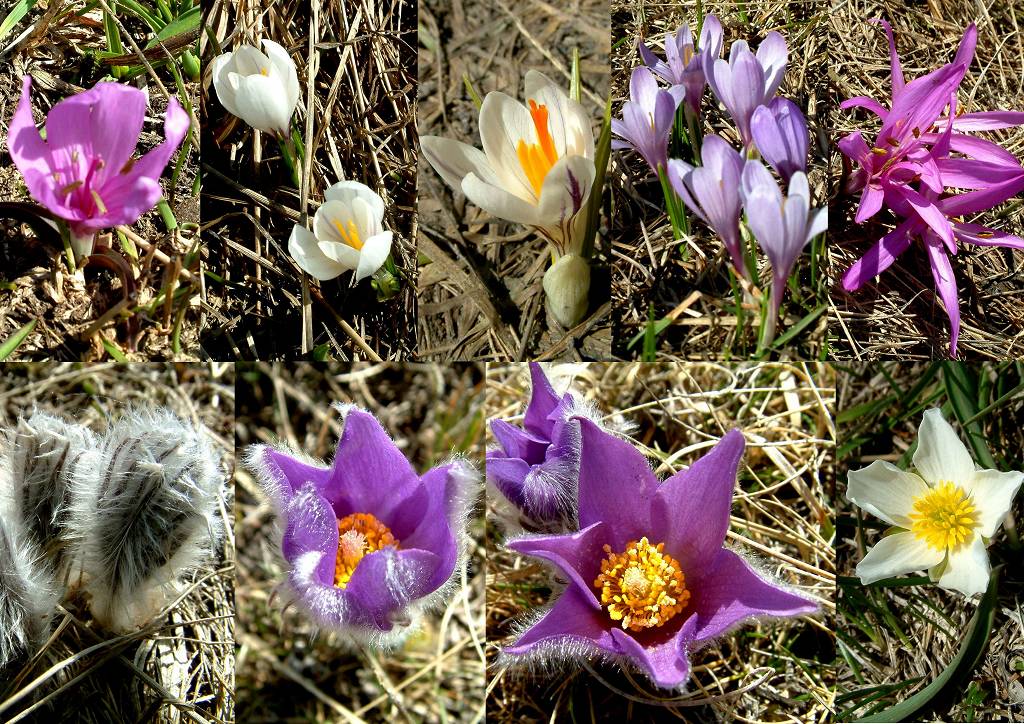 Fleurs d'altitude
