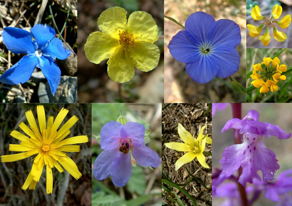 Fleurs