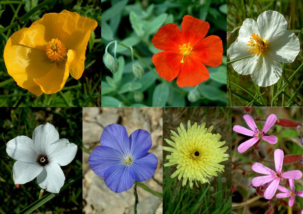 Fleurs