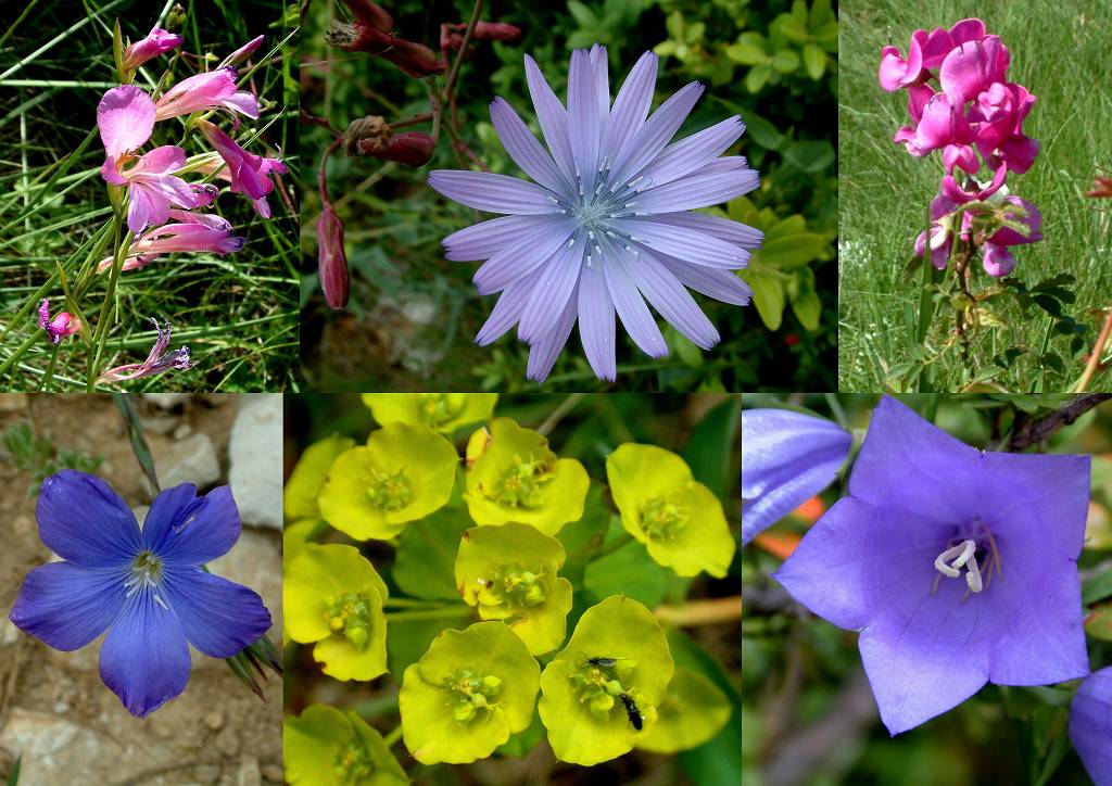 Fleurs
