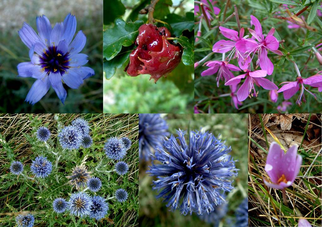 Fleurs